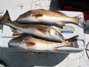 # nice spoon fed redfish.